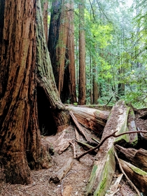 Muir Woods Redwood Forest 