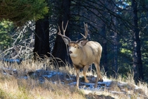 Mule Deer Buck in Western Montana 