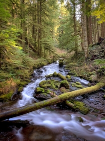 Multnomah Creek Larch Mountain Mt Hood National Forest Oregon 