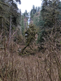 Munson Creek Falls Oregon 