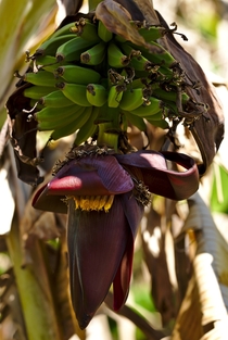 Musa - wild banana with inflorescence 
