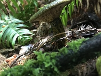 Mushroom in the Redwood National Forest 