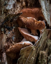 Mushrooms in a stump