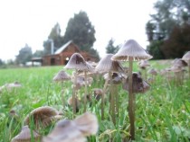 Mushrooms in the morning 