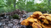 Mushrooms on a hike near Camp Taylor NJ 