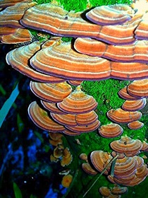 Mushrooms on a tree that we found on our recent hike in Arkansas so cool