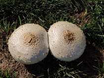 Mushrooms seen on my morning walk - Alexandria VA 
