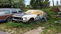 Mustang left to rot 