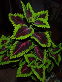 My beautiful Coleus this afternoon 