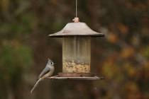 My Best picture of a Tufted Titmouse
