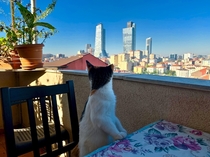 My cat enjoying the view of stanbul