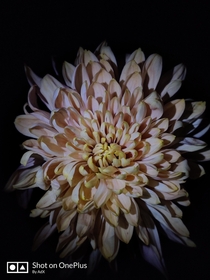 My chrysanthemum is  white in color but during one night when i put a light source of white light over it then it showed a few tints of color