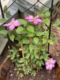 My Clematis is blooming and its giving me all the good vibes 
