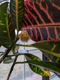 My Croton Codiaeum variegatum is flowering and I had to share