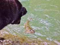 My Dog Contemplates A Bull Trout 