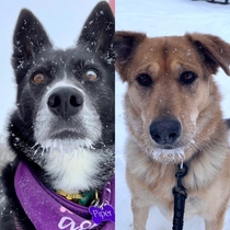 My dogs cute little snow beards after a winter walk