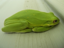 My Faithful Watch frog which is an Hyla Cinerea American Green Tree Frog 