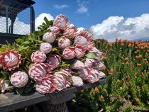 My favorite flower King Protea from todays cut