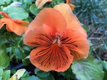 My favorite new orange pansy Which color is your favorite