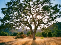 My favorite tree in Malibu Creek State Park CA on film 