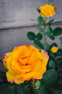 My first ever rose as a gardener Grandiflora Yellow Typhoon