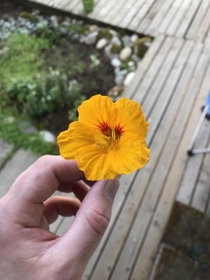 My first nasturtium blossom 