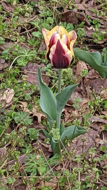 My first tulip