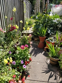 My grans lovely garden