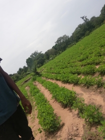 My Groundnut farm I am mus from the Gambia looking for some advice and help on how to boost my productivity