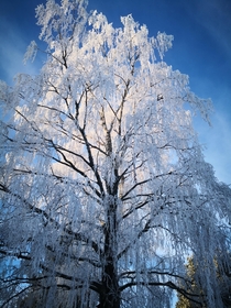 My majestic weeping birch in its winter coat