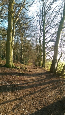 My Morning Forest Walk - Midlands UK   x 