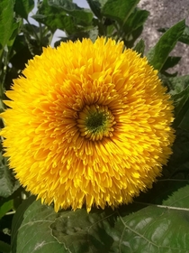 My mum has been growing this sunflower