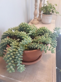 My newest and most fascinating houseplant A Burrowss Tail Succulent Im in love