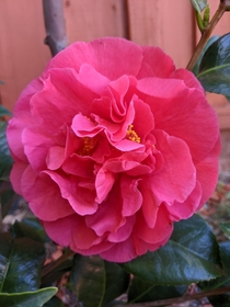 My newly planted Camellia first bloom OC