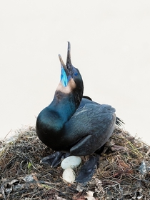 My Precious - Brandts Cormorant of La Jolla CA with eggs screaming at the top of its lungs 