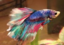 My rainbow fish Mac 