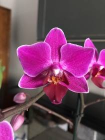 My sweet darling orchid 