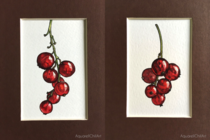 My watercolor studies of red currant Ribes rubrum 