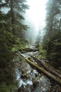 Mysterious woods Whistler British Columbia Canada  Social mikemarkov
