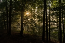 Mystical forest in Koenigstein Saxony Germany by derliebewolf 