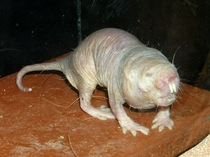 Naked mole-rats also known as sand puppies are burrowing rodents native to East Africa  by Roman Klementschitz