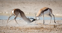 Namibian Springboks Locking Horns  Photographed by Carolyn Cheng