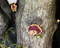 Napoleona Imperialis Napoleons Crown  Flower on Tree Trunk Native to WTropAfrica 