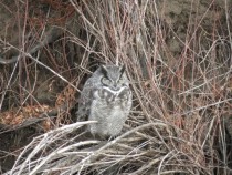 Napping Great Horned Owl in a creek bed