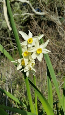 Narcissus tazetta paperwhite Daffodil Bolinas Lagoon California 