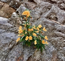 Native wildflower the Monkey Flower Diplacus auranthiacus clinging to a rocky ledge in the San Rafael Hills of Southern California 