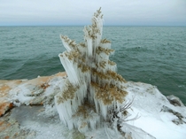Natural Christmas Tree on the shore of Lake Superior in Minnesota 