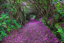 Natural Rhododendron tunnels in Reenagross Park Kenmare Ireland  by Robert Ziegenfuss