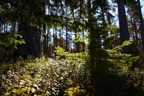Nature is up and running Estonia Vihterpalu 