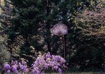 Nature reclaiming an abandoned basketball court - Gastonia NC 